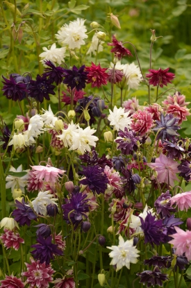 Picture of Aquilegia - Barlow Mixed